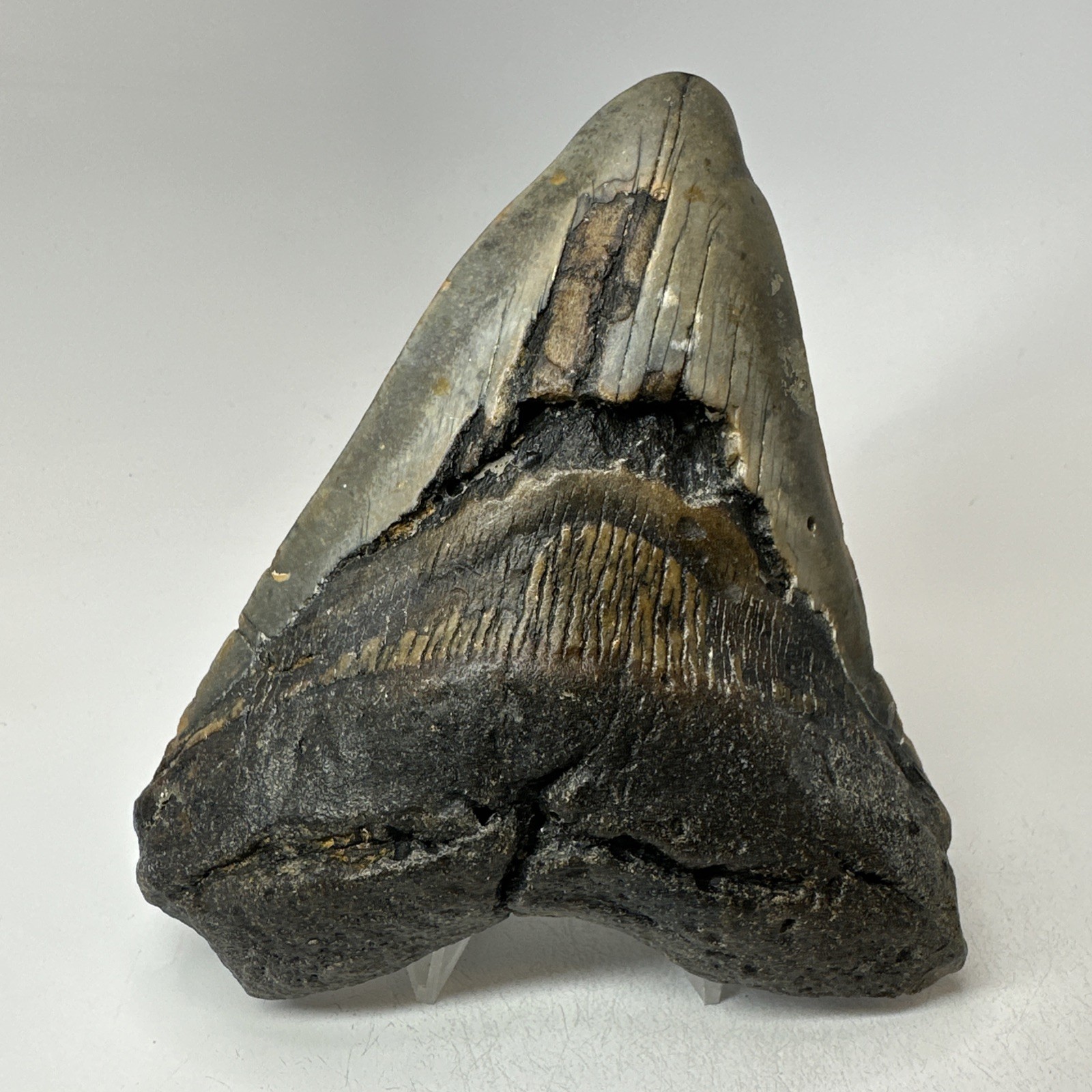 Megalodon Shark Tooth 5.01 Inch - Big - Wide Fossil - Authentic Teeth 20243