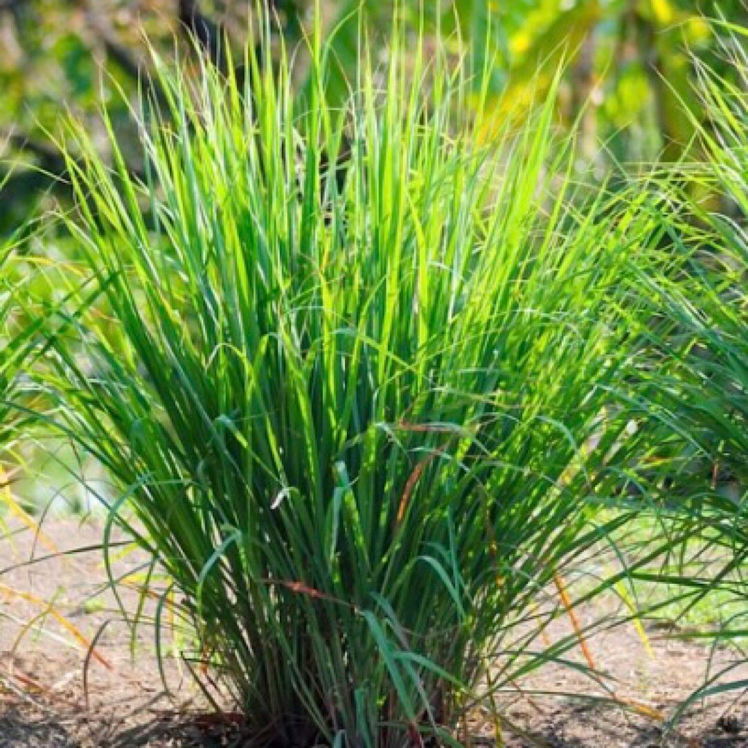 300+ Lemon Grass Seeds - Culinary Herb Seeds  FRESH Non-GMO - repels mosquitos