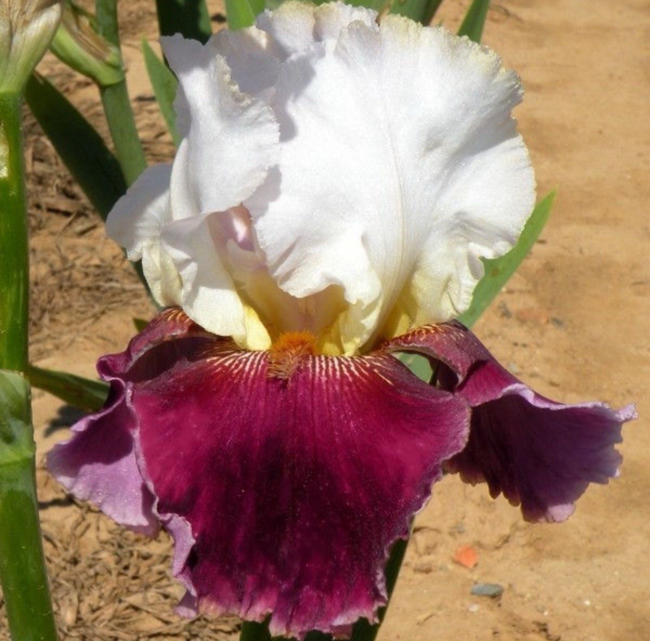 PICK YOUR BEARDED IRIS - CHOOSE FROM 100+ DIFFERENT VARIETIES BULBS RHIZOMES