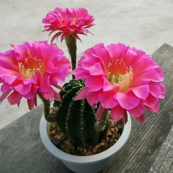 Echinopsis Schick Hybrids Fragrance Blooming Cactus Succulent