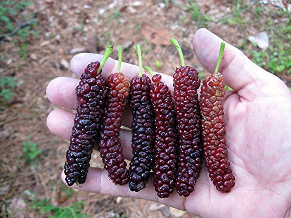 Pakistan Long Mulberry Tree – Morus Macroura - Live Plant