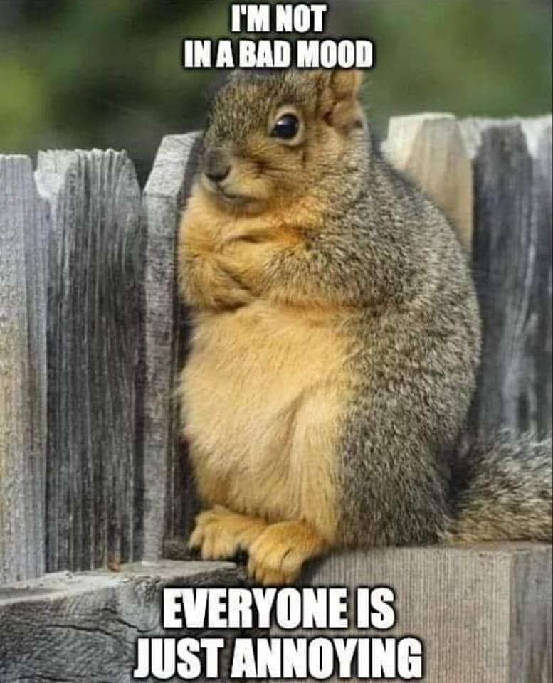 Funny Squirrel refrigerator magnet 3 1/2 x 4 1/2 Funny Squirrel refrigerator magnet 3 1/2 x 4 1/2