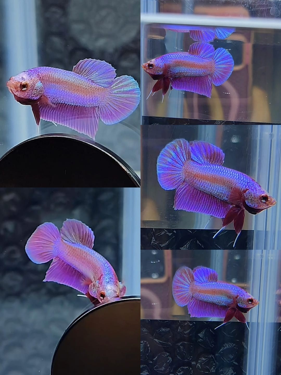 Live Betta Fish Plakat Male Grade Premium (RG) USA Seller