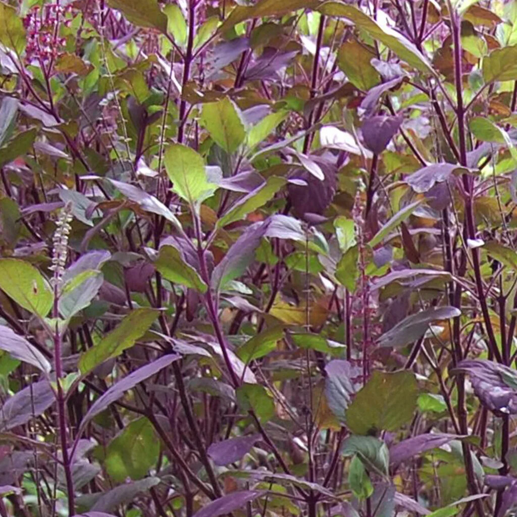 Red Leaf Holy Basil Seeds, NON-GMO, Tulsi, Monk\'s Basil, Ayurveda, 