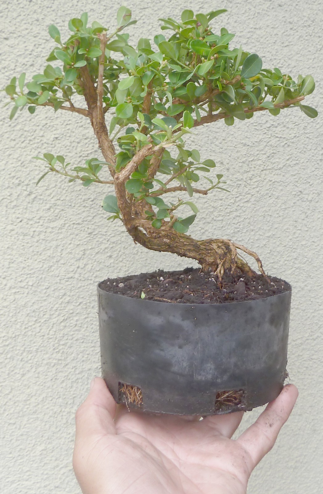 Japanese Boxwood Pre Bonsai Shohin Dwarf Nice Trunk & Nebari Buxus