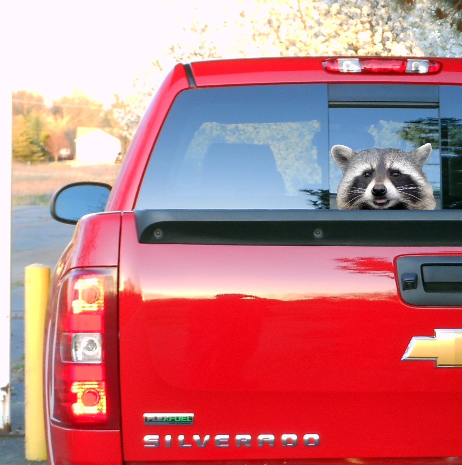 Peeking Raccoon Design 3 Car Truck Vehicle Vinyl Decal Sticker Indoor/Outdoor