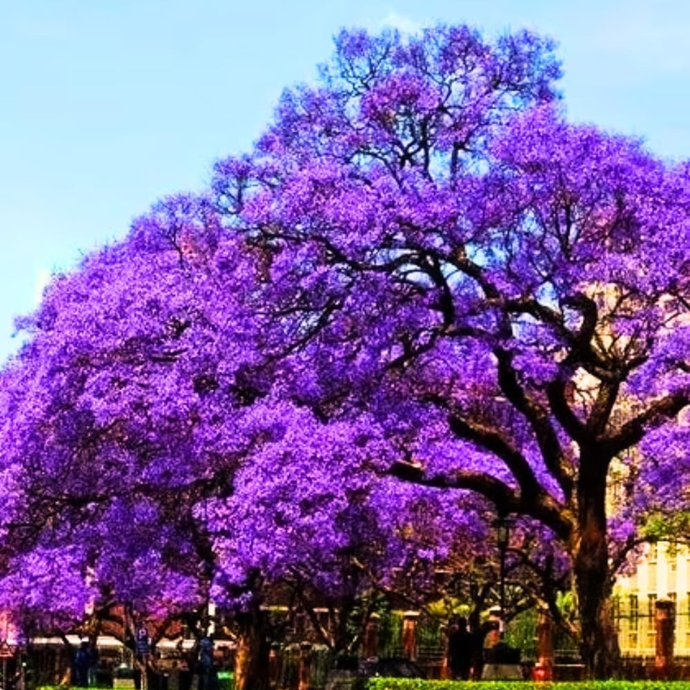 Purple Blue Jacaranda Tree Seedling, Well-Rooted Flower Plant, 6-8 Inch Tall