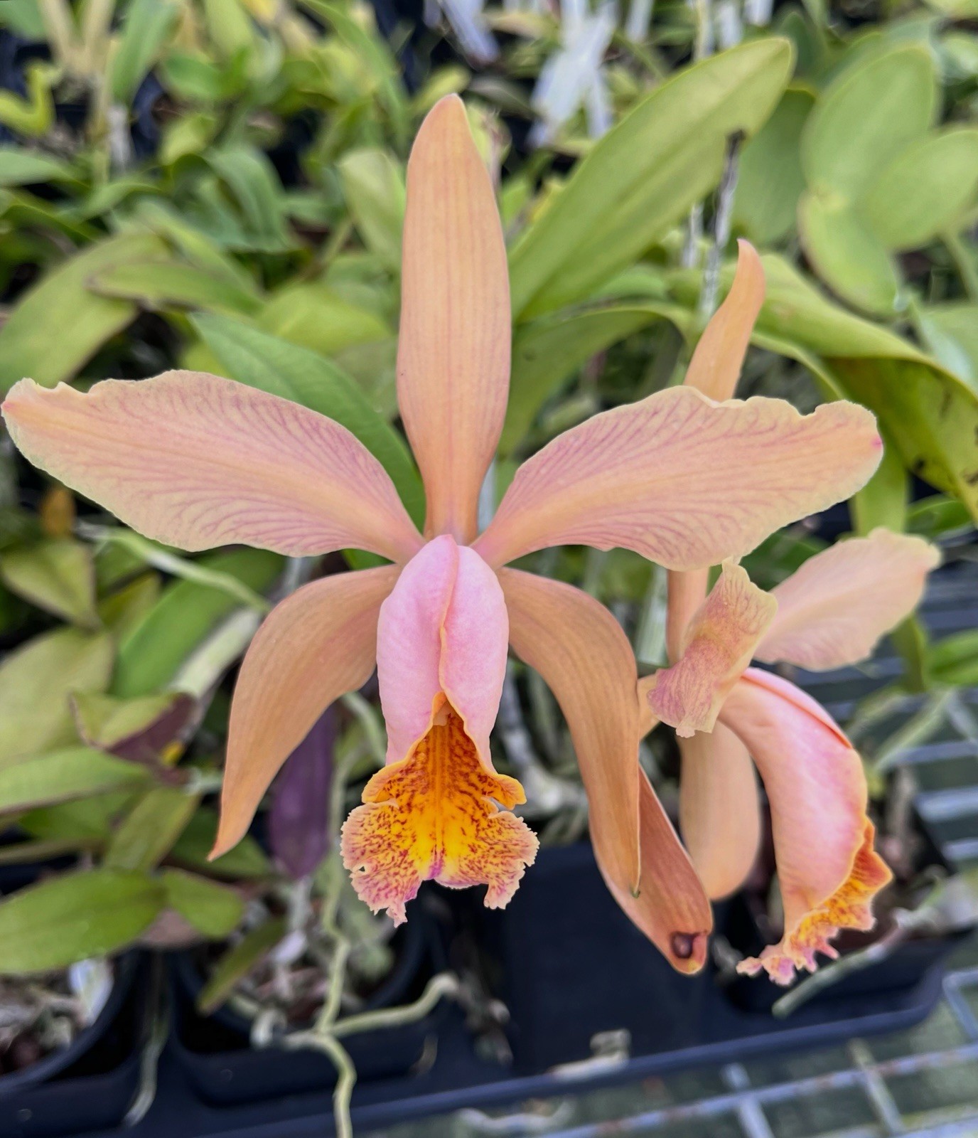 Cattleya Fulvescens ( c forbesii  X dowiana v aurea) 4” POT