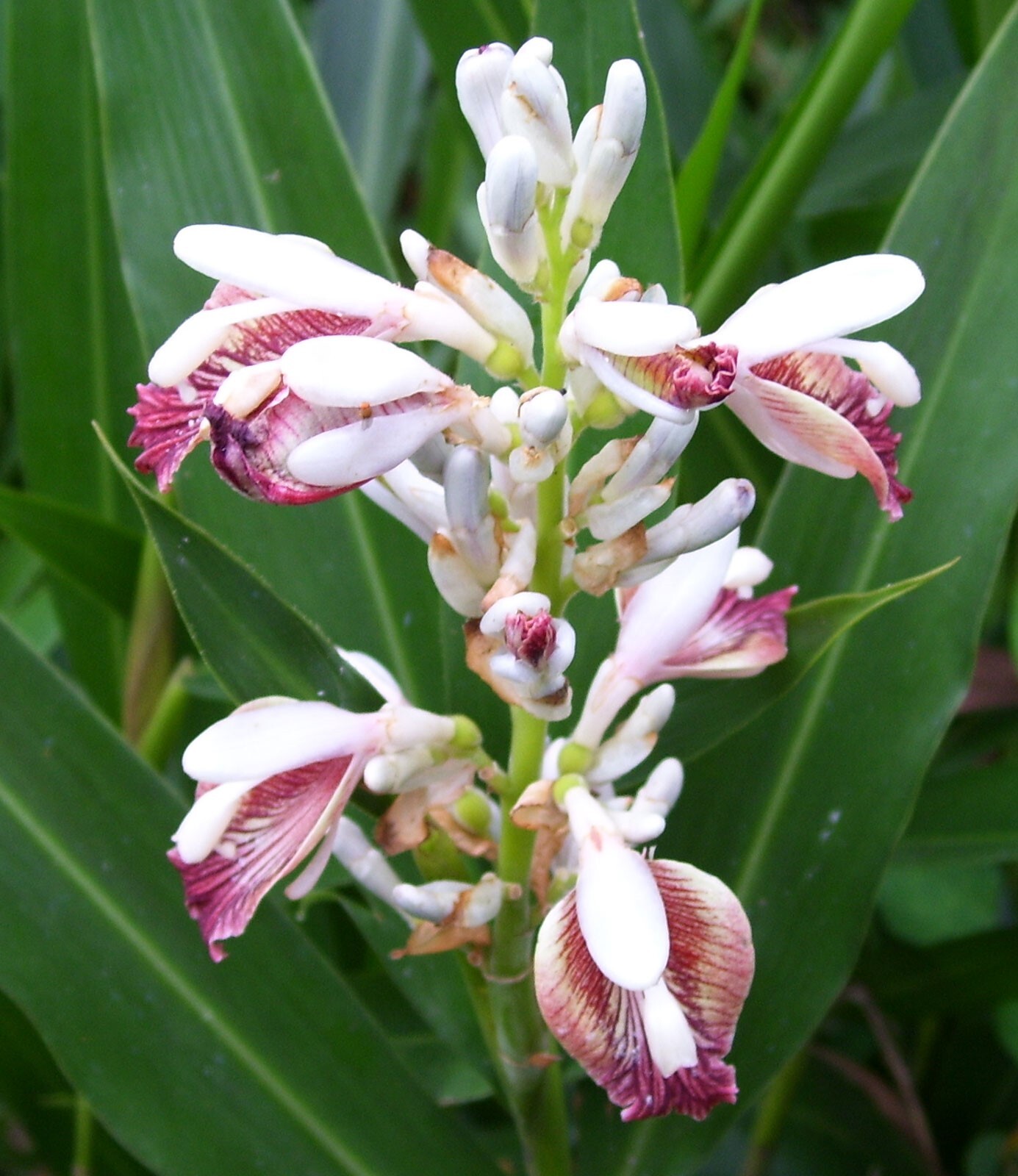 Alpinia galanga | Greater Galangal | Siamese Ginger | 20_Seeds Alpinia galanga | Greater Galangal | Siamese Ginger | 20_Seeds
