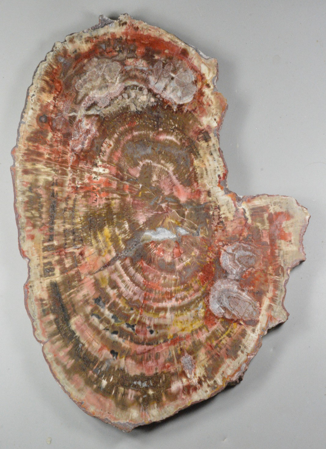 Petrified Wood, Spurlock Ranch, Arizona Petrified Wood, Spurlock Ranch, Arizona