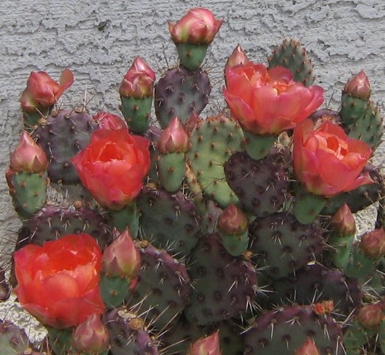 Opuntia basilaris x  = Baby Rita Pink Flowers Purple Psds Full Sun 1 Pad