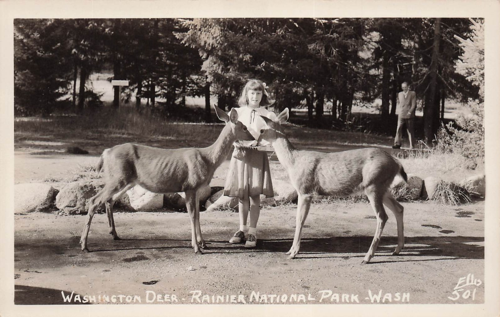 RPPC Mt Rainier National Park Washington Girl Deer Cute Animal Photo Postcard 4A