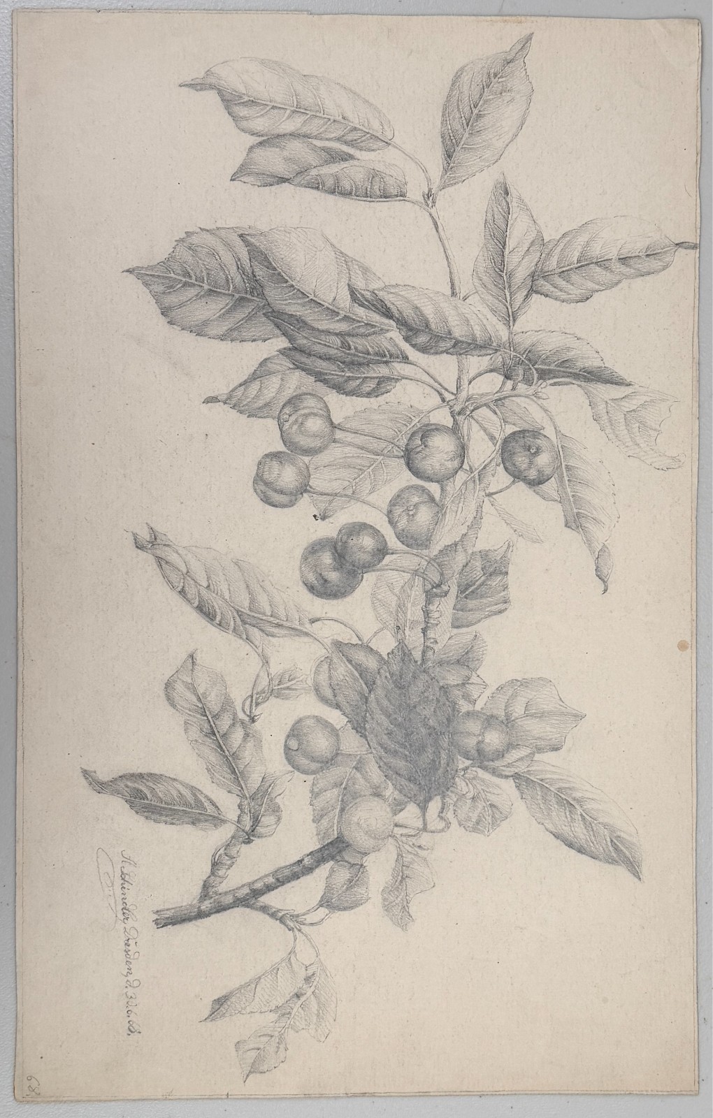 Antique Still Life Drawing Cherry Tree Berries Cherries Fruit 19th C. SIGNED