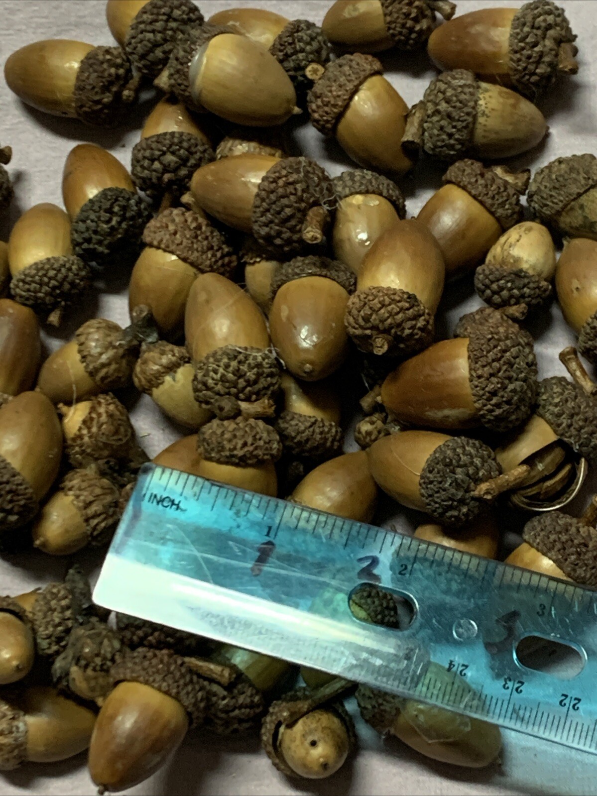 Over 60 dried acorns With caps for crafts, Real acorns, Dried Treated Over 60 dried acorns With caps for crafts, Real acorns, Dried Treated