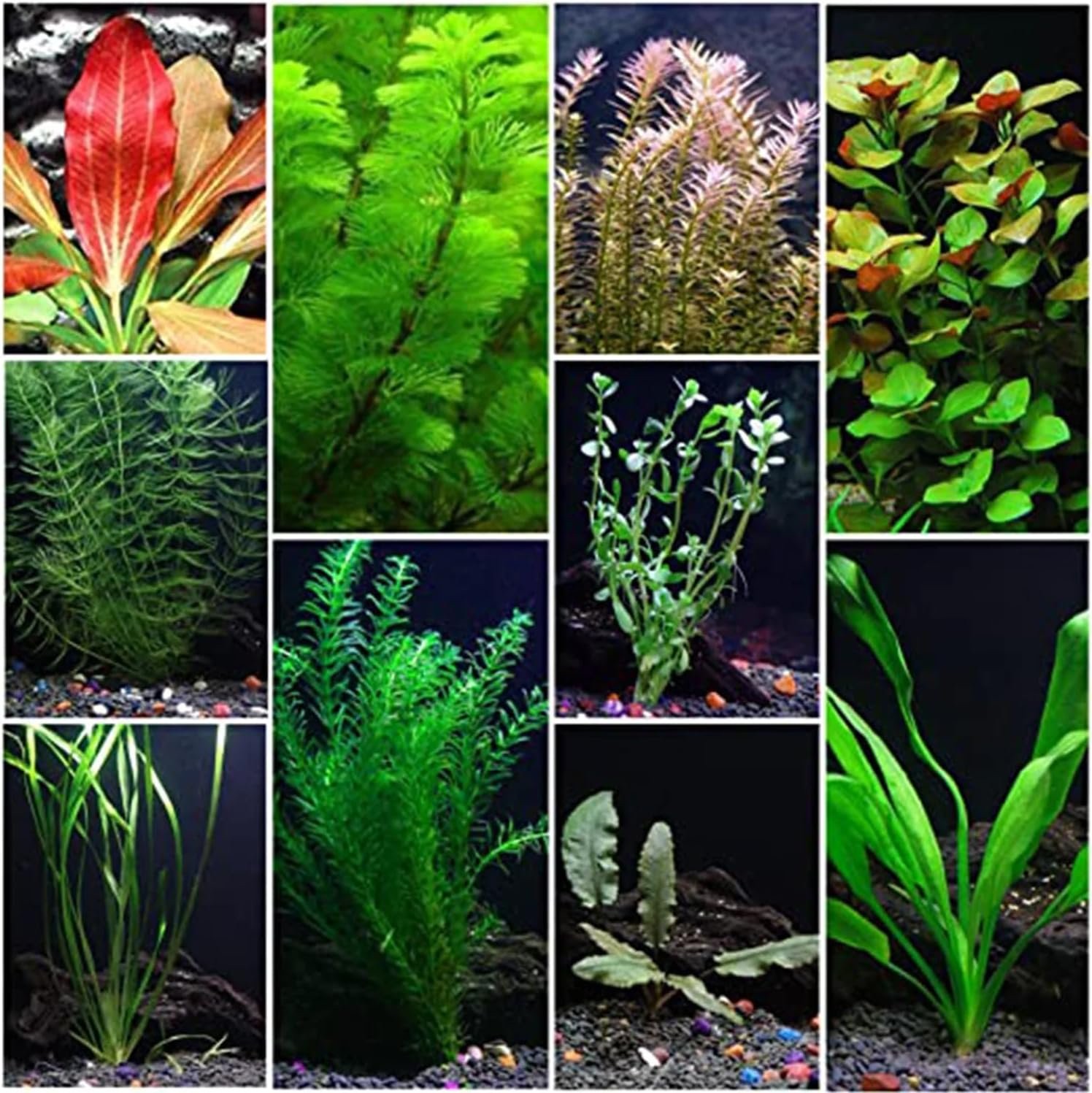 Premium Assorted Mixed Plant Bundle