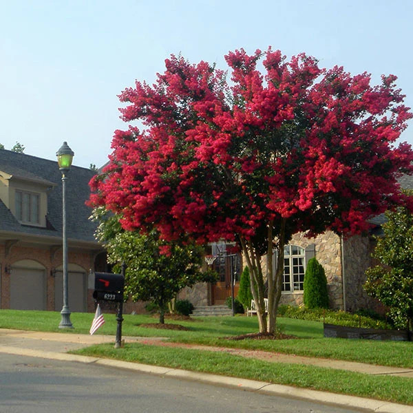 Dynamite Crape Myrtle Live Plant Well Rooted