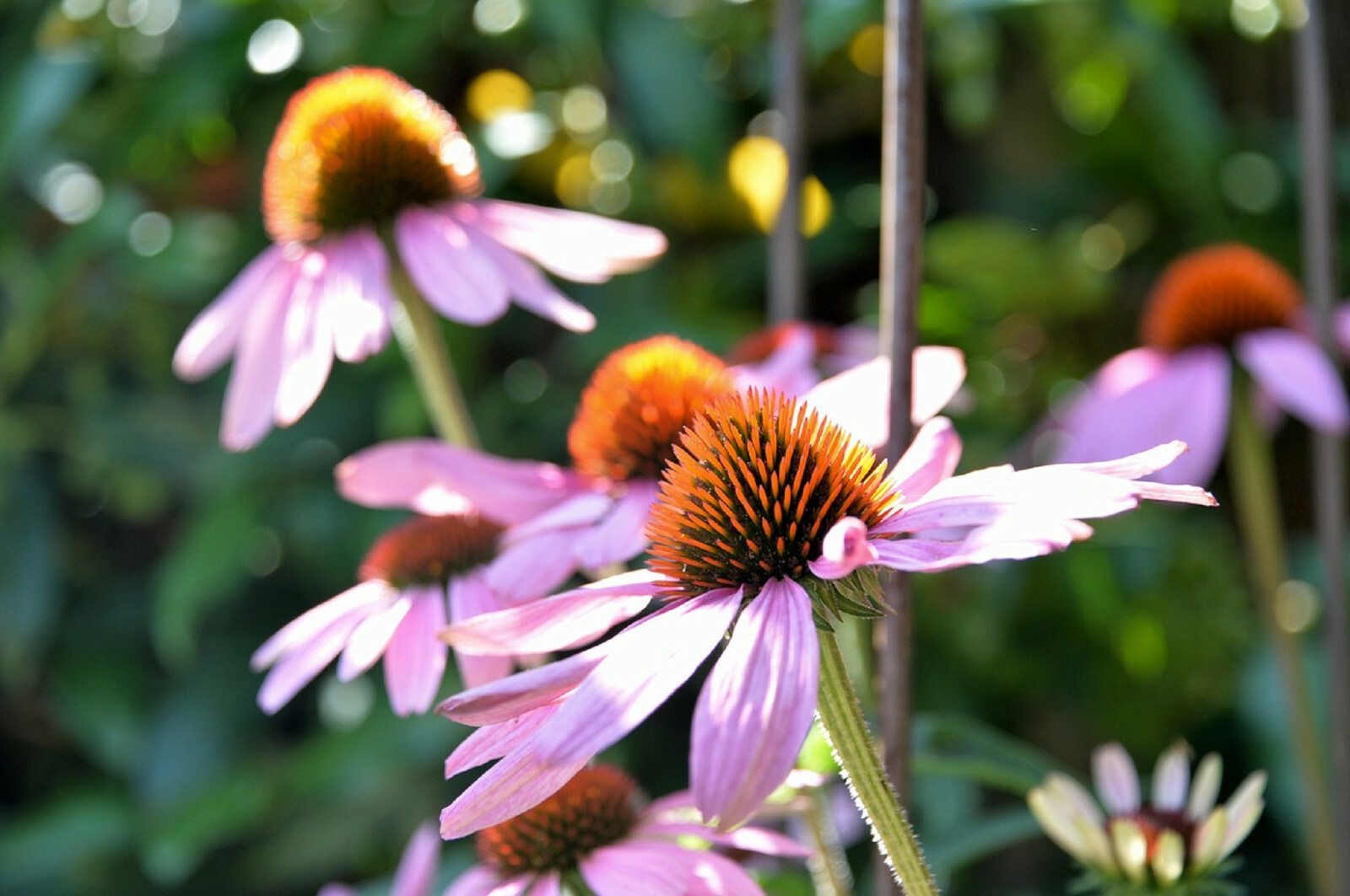 400+ Echinacea Purpurea Seed - Purple Coneflower Perennial Medicinal Herb Flower