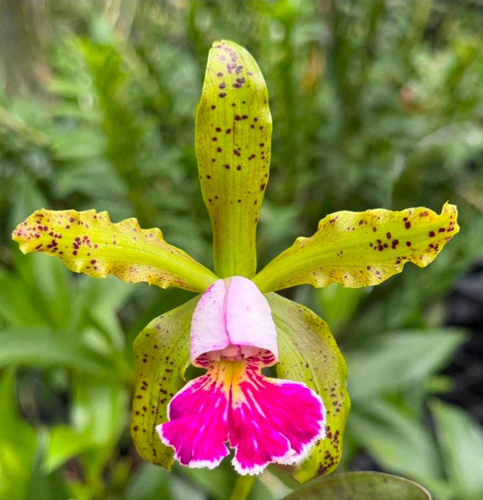 Cattleya schilleriana v semi alba \'Queen Emeraldas\' AM/AOS near bloom size rare Cattleya schilleriana v semi alba \'Queen Emeraldas\' AM/AOS near bloom size rare