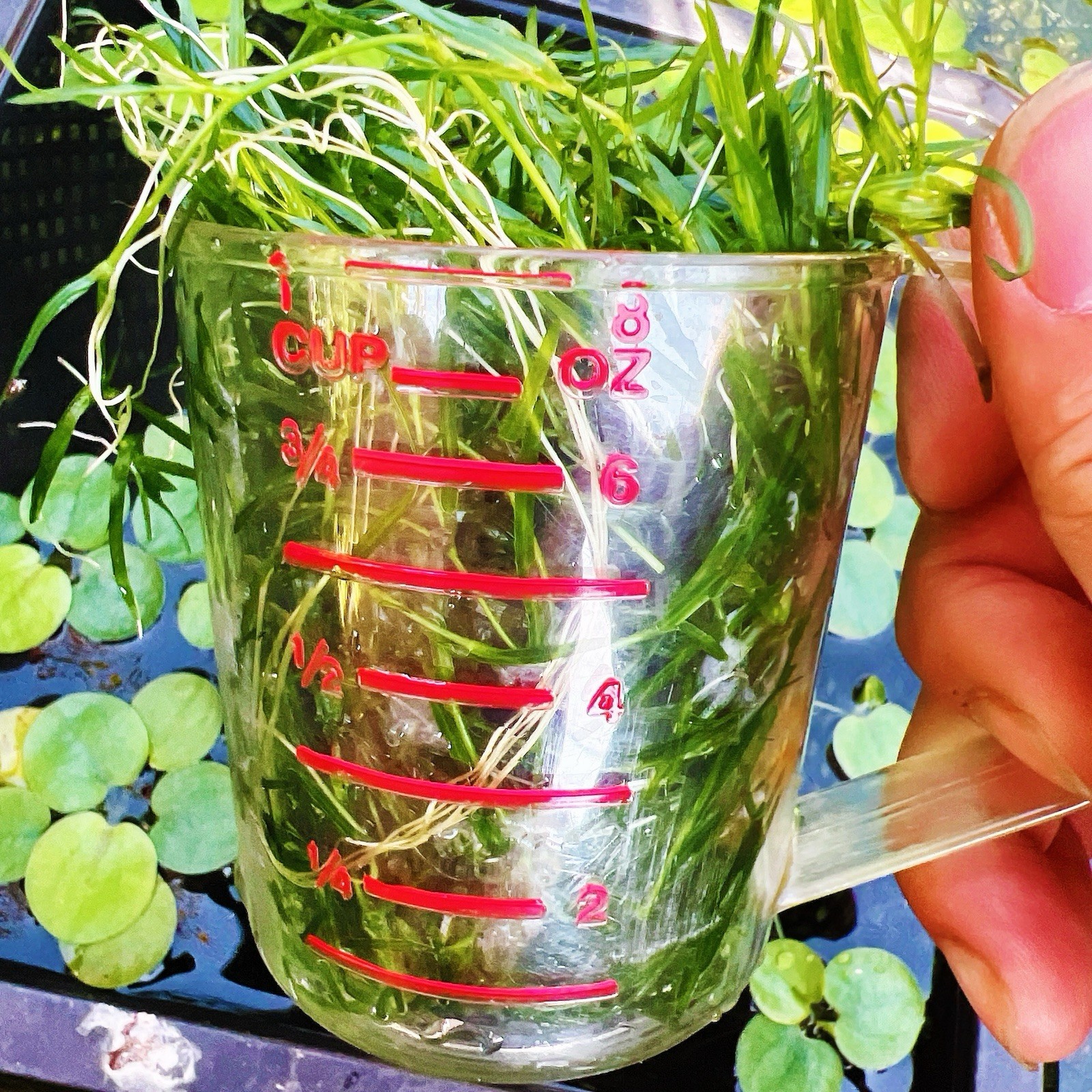1 Cup Guppy Grass - Najas Guadelupensis - Aquarium Plant - Buy 2 Get 1 Free