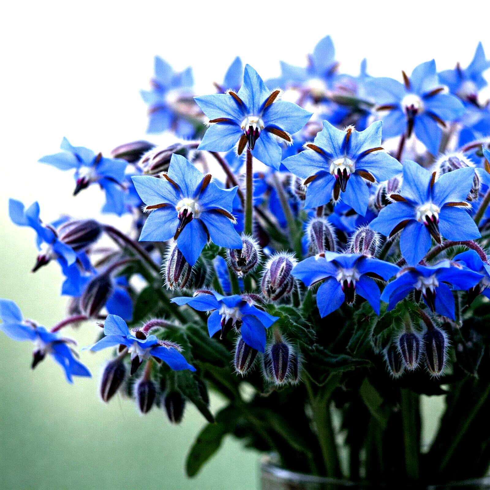 200+ BORAGE SEEDS ⭐ BLUE STARFLOWER | POLLINATOR | AUTUMN | HERB 