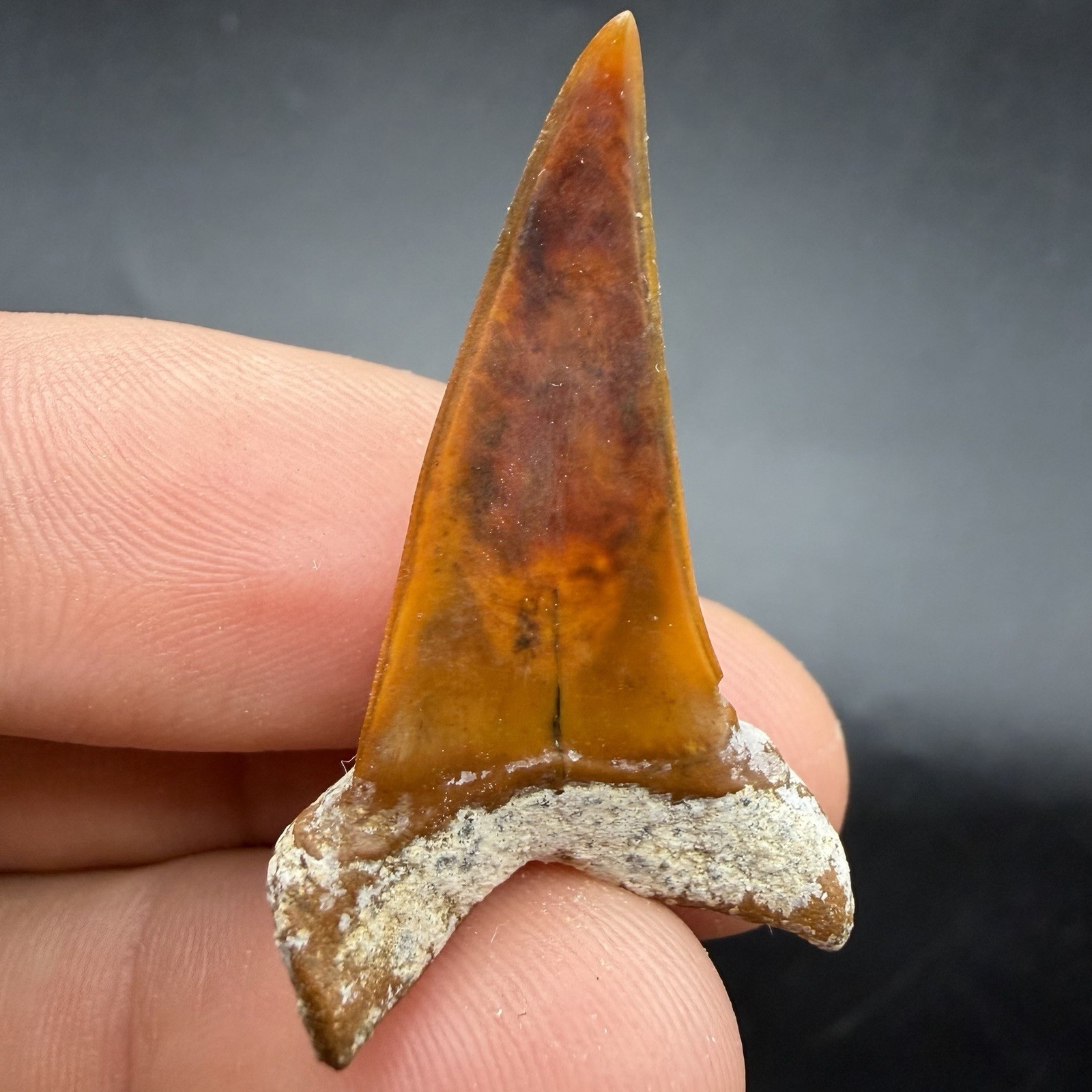 Deep Red Peruvian Mako Shark Tooth 1.47” Deep Red Peruvian Mako Shark Tooth 1.47”