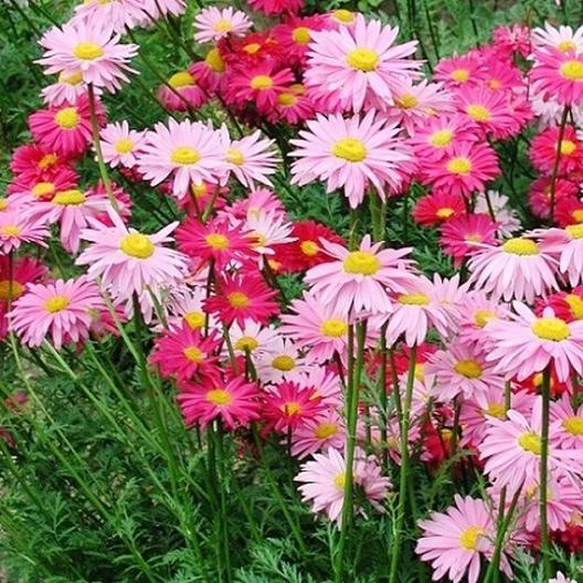 Painted Daisy ROBINSONS GIANT MIX Perennial Huge Cut Flowers Non-GMO 100 Seeds Painted Daisy ROBINSONS GIANT MIX Perennial Huge Cut Flowers Non-GMO 100 Seeds