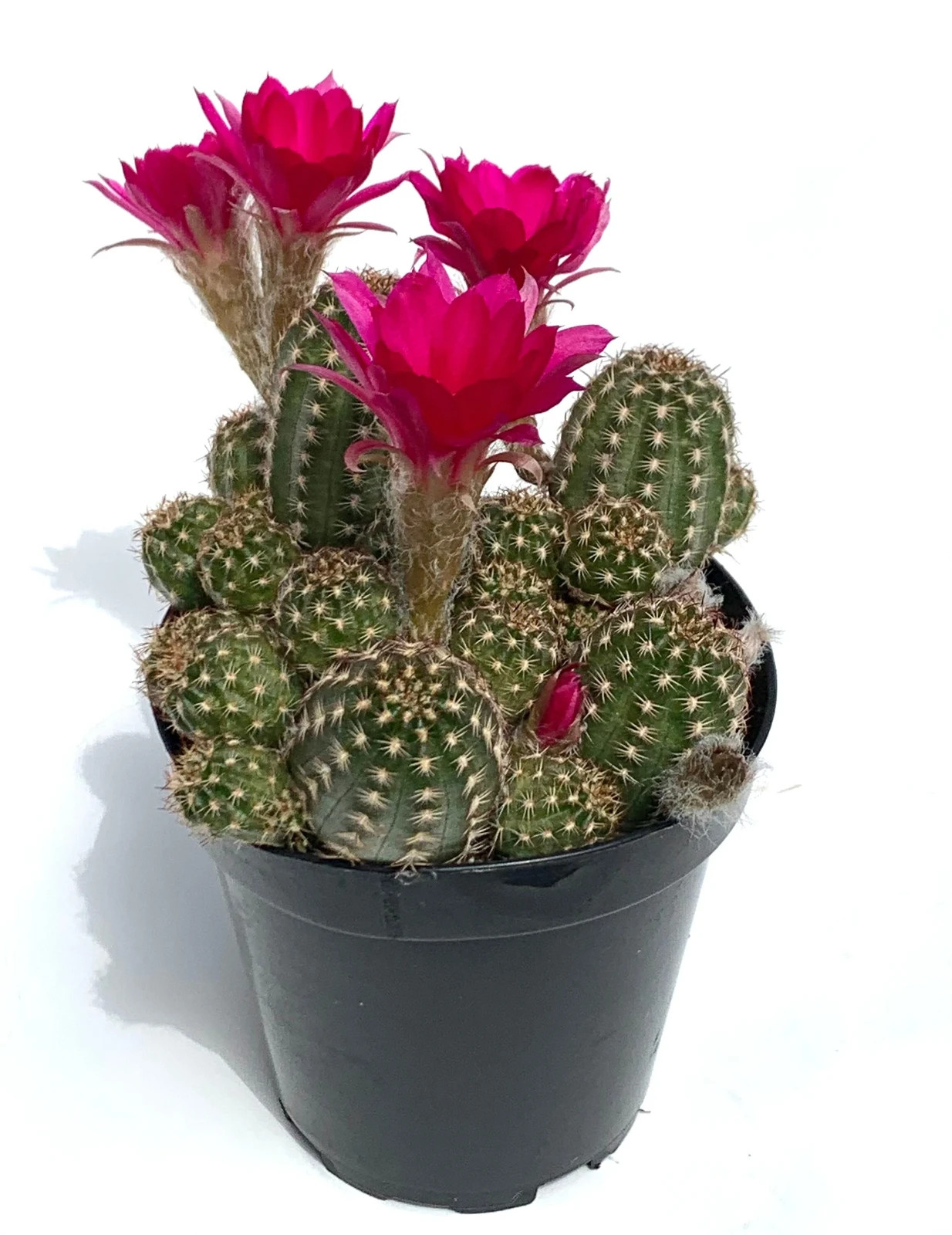 Rose Quartz Peanut Cactus Chamaelobivia,4\