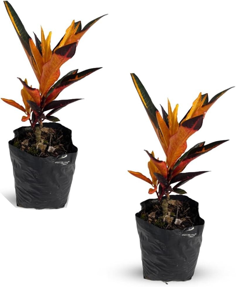 Croton Peach (Pack of 2) by LEAL PLANTS ECUADOR | Natural Décor Indoor Plant Croton Peach (Pack of 2) by LEAL PLANTS ECUADOR | Natural Décor Indoor Plant