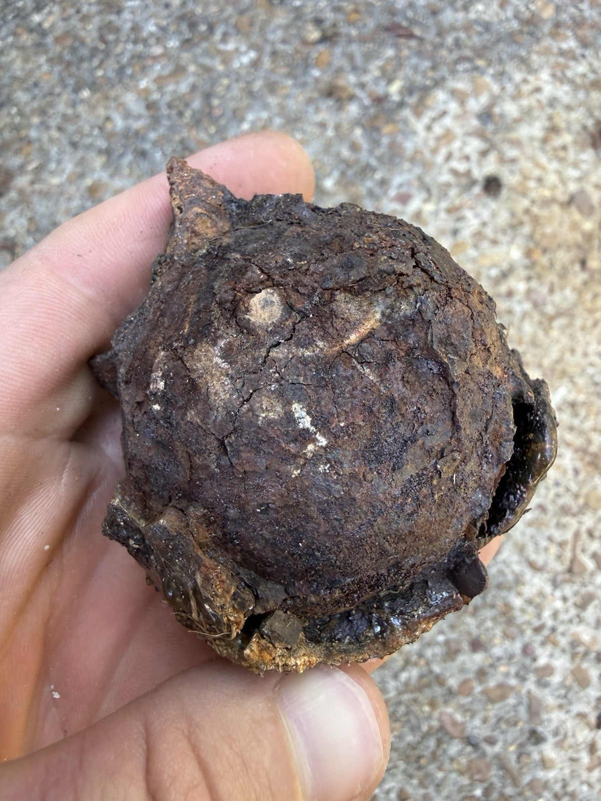 1715 Treasure Fleet Shipwreck Recovered Spanish Galleon Cannonball