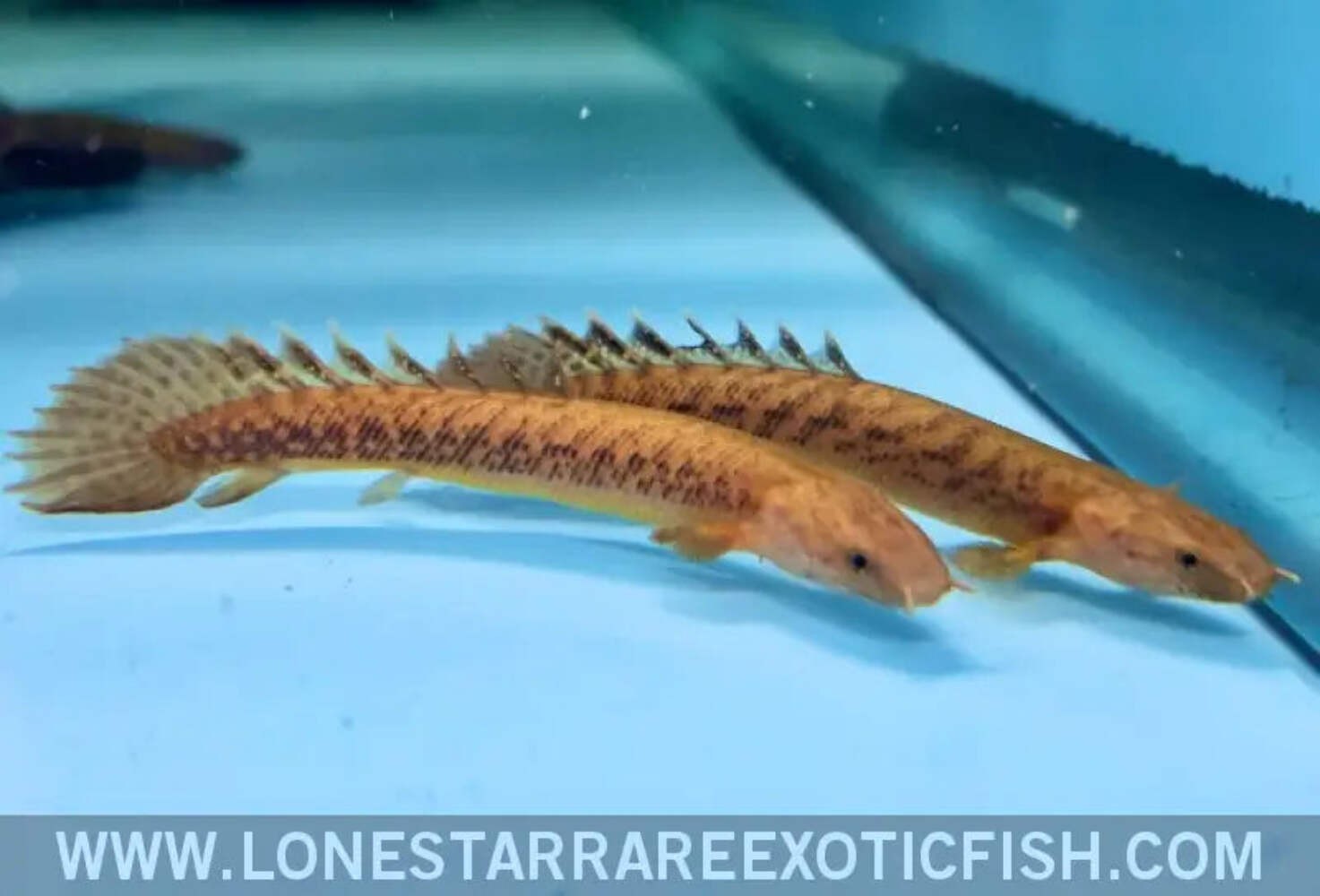 Teugelsi Bichir / Polypterus teugelsi - Live Aquarium Fish