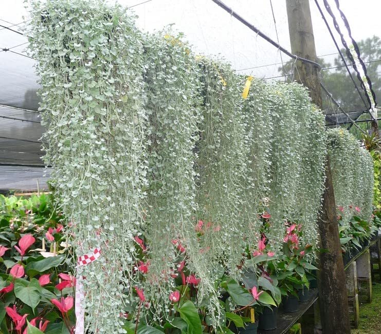 Silver Falls Dichondra Seeds for Planting (10 Seeds) - Stunning Weeping Plant, H