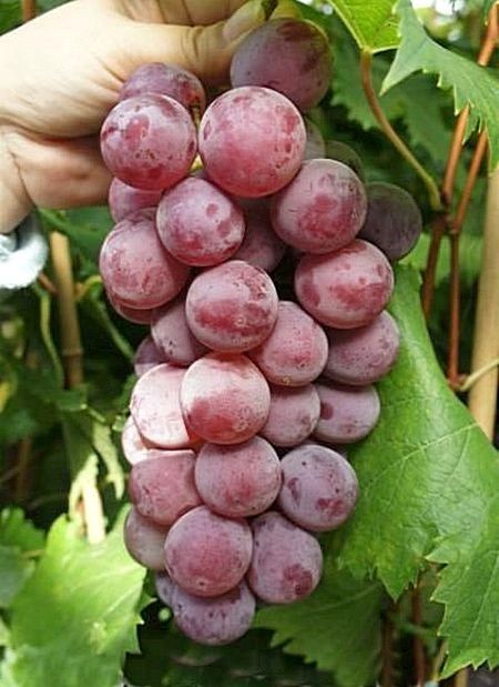 Aki Queen  seedless Japanese red table grape-  3 cuttings , no roots