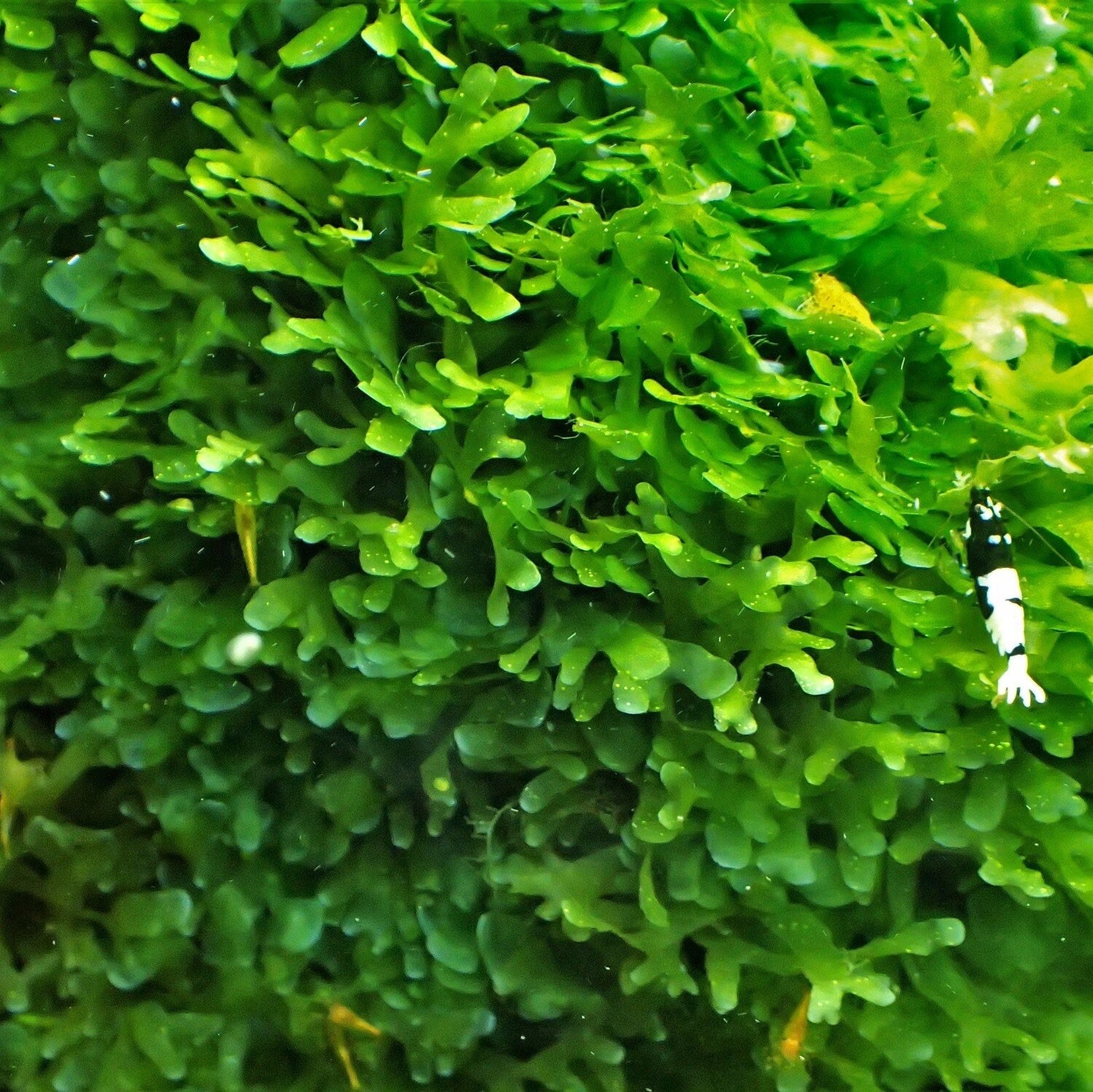 2x2 Inch Portion Of Subwassertang Live Aquarium Plants Beautiful