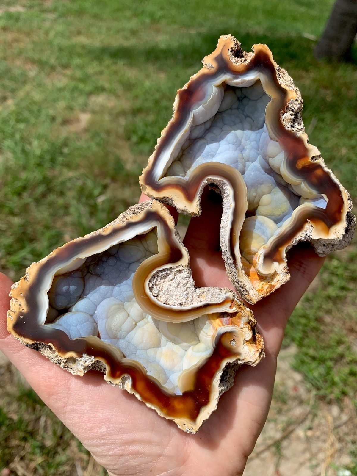 INSANELY RARE RED FOSSIL AGATIZED CORAL FLORIDA OCEAN MINERALS Pair