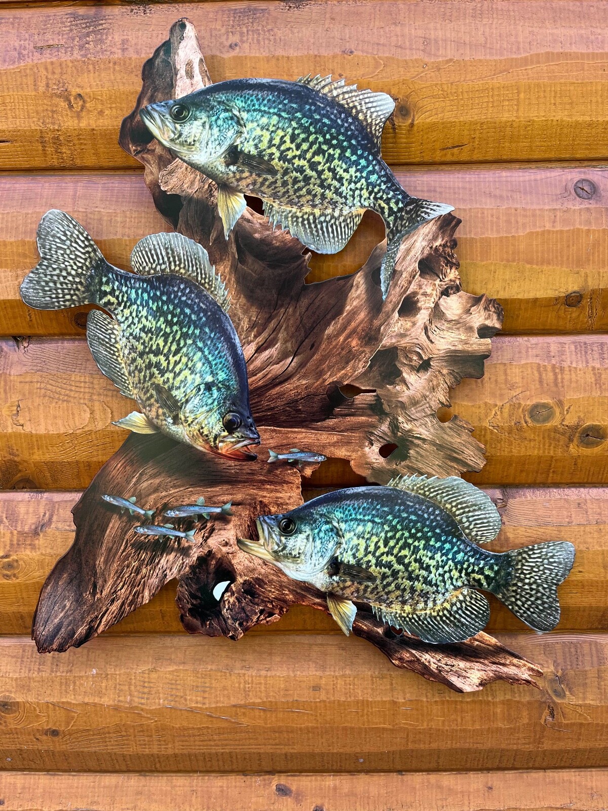 Black Crappie Replica Driftwood Scene, 2D Flat Metal Fish Art Cabin Decor