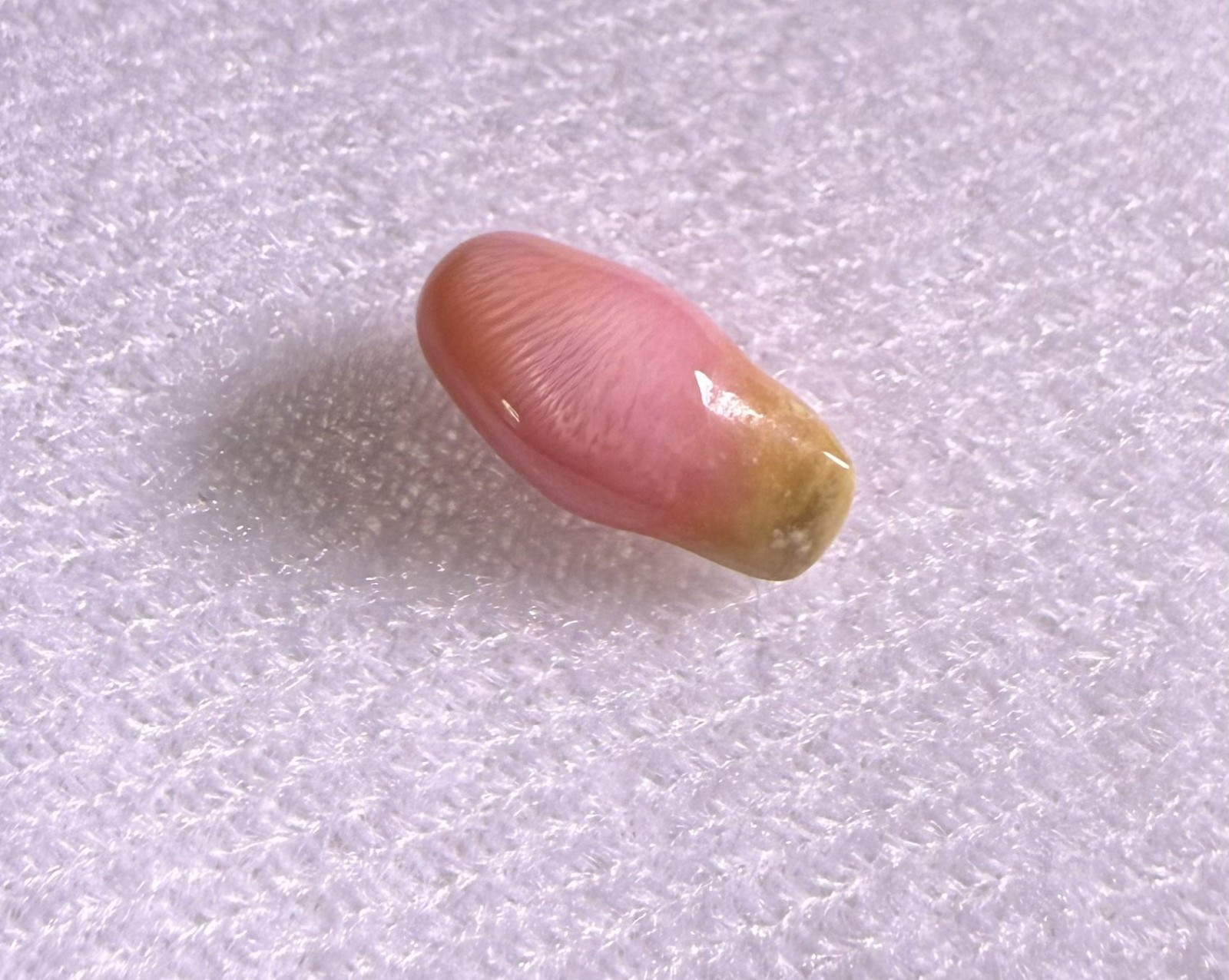 3ct Natural Caribbean Conch Pearl with Baroque Shape, Pink color with Flame