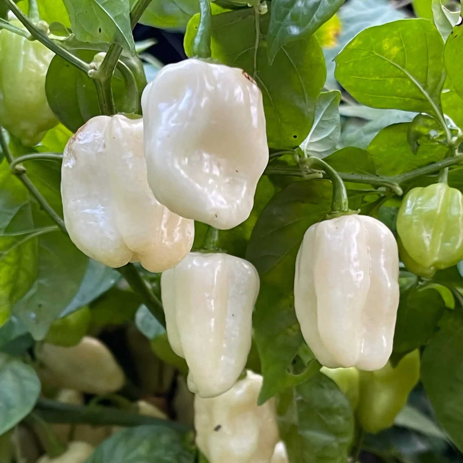 White Habanero Pepper Seeds | Heirloom / Non-GMO |  | 1287