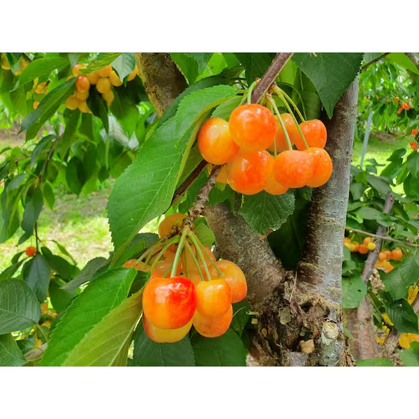3 ft Rainier Cherry Tree with Blonde-Yellow Sweet Fruit for Garden Planting 3 ft Rainier Cherry Tree with Blonde-Yellow Sweet Fruit for Garden Planting