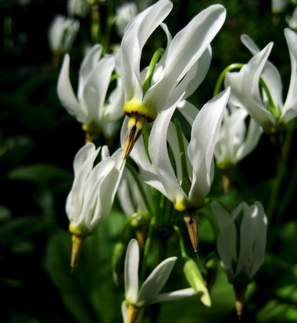 5 Eastern Shooting Star Bulb/Roots - White Perennial Flowers - Primula meadia