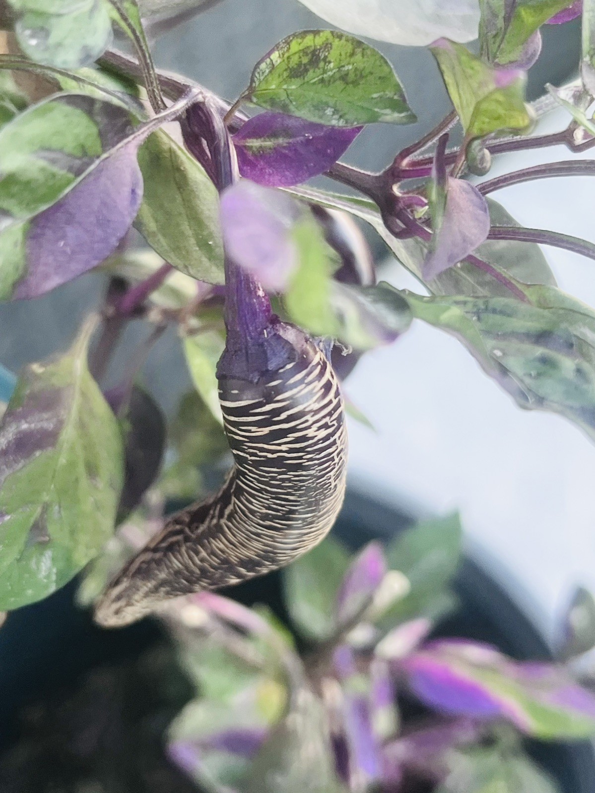 Dreamcatcher x Farmers Market Jalapeno seeds - variegated with purple leaves Dreamcatcher x Farmers Market Jalapeno seeds - variegated with purple leaves