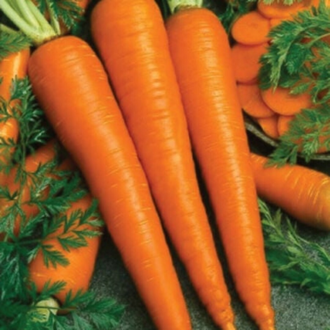 1000+ Imperator 58 Carrot Seeds, Danver, NON-GMO, Heirloom, Fancy , 1000+ Seeds