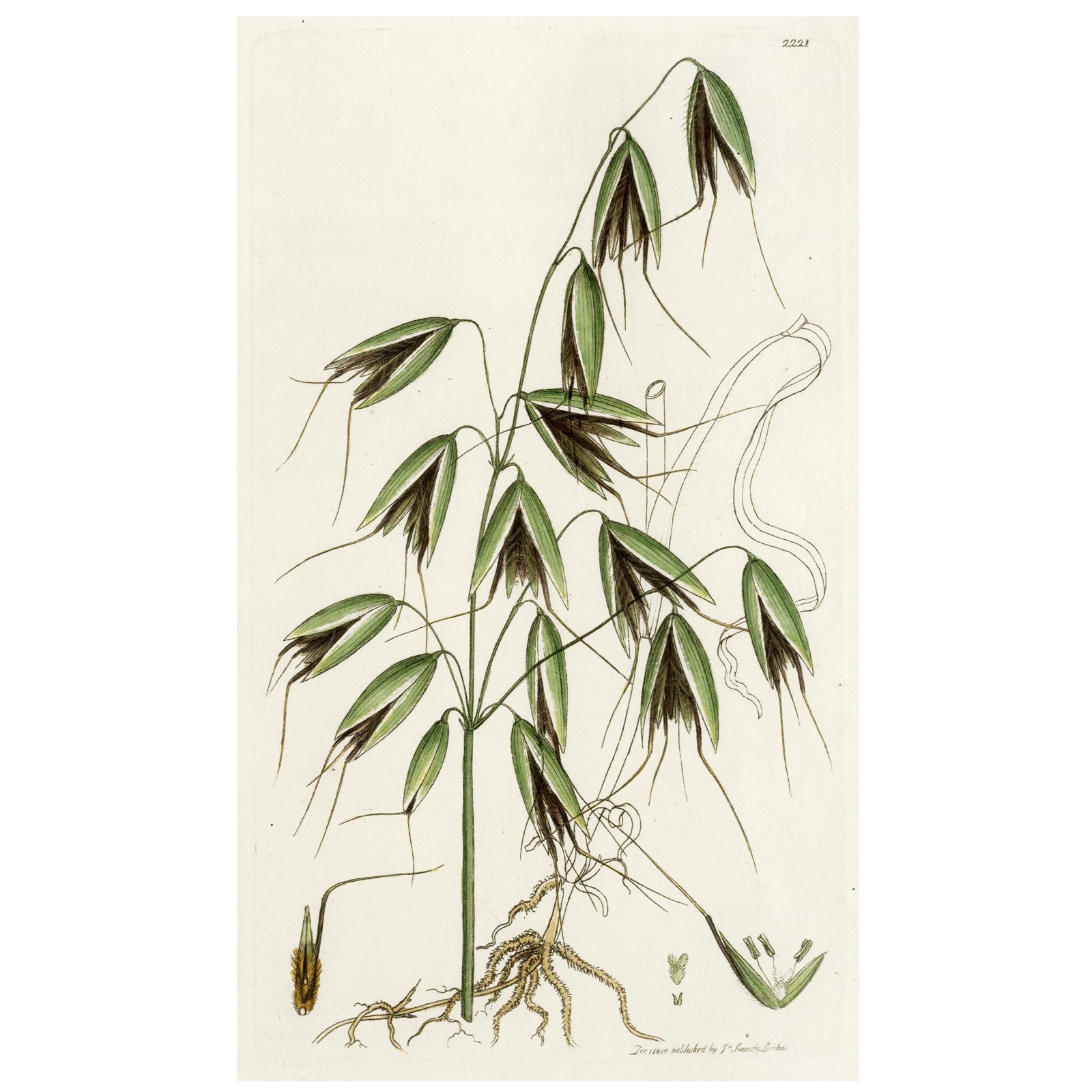 1810 JAMES SOWERBY GRASSES, Hand-Colored Copperplate Engraving No. 2221 WILD OAT