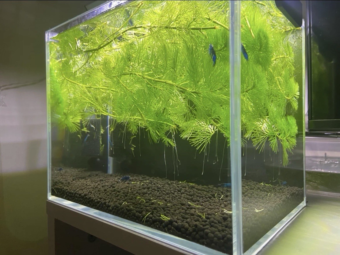 Large Amount Live Hornwort Aquarium Oxygenating Aquatic Pond Plant + Free Snails