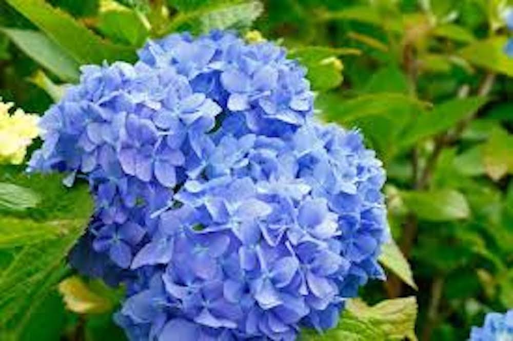 1 Nikko Blue Hydrangea Bush  1 yr old  Tall Potted Hydrangea macrophylla
