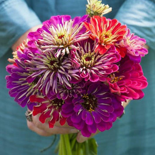 Zinnia METEOR SHOWER Mixed Colors 5
