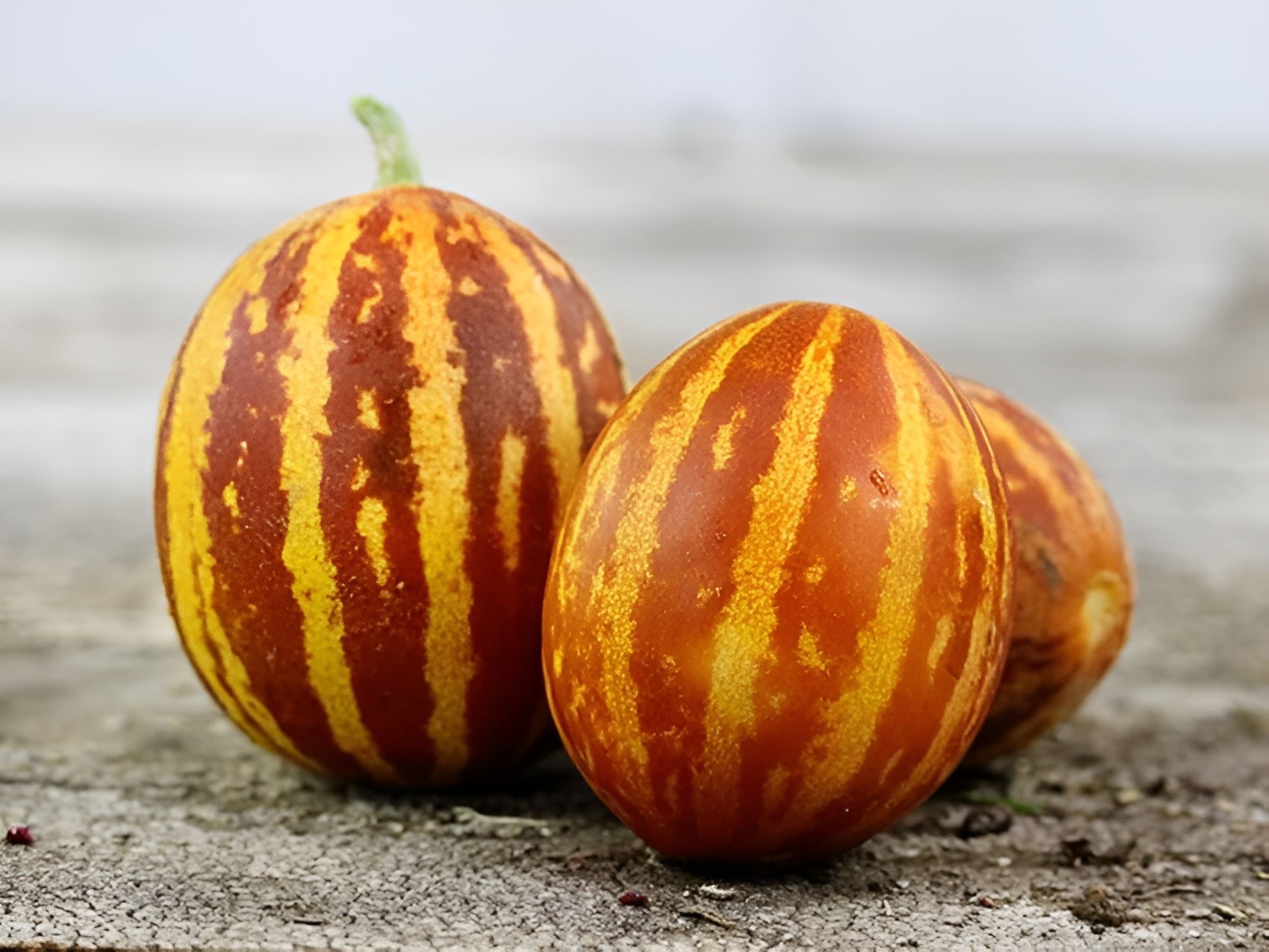 30 Heirloom Rich Sweetness Melon Seeds - Candy Sweet Personal Sized Exotic Melon