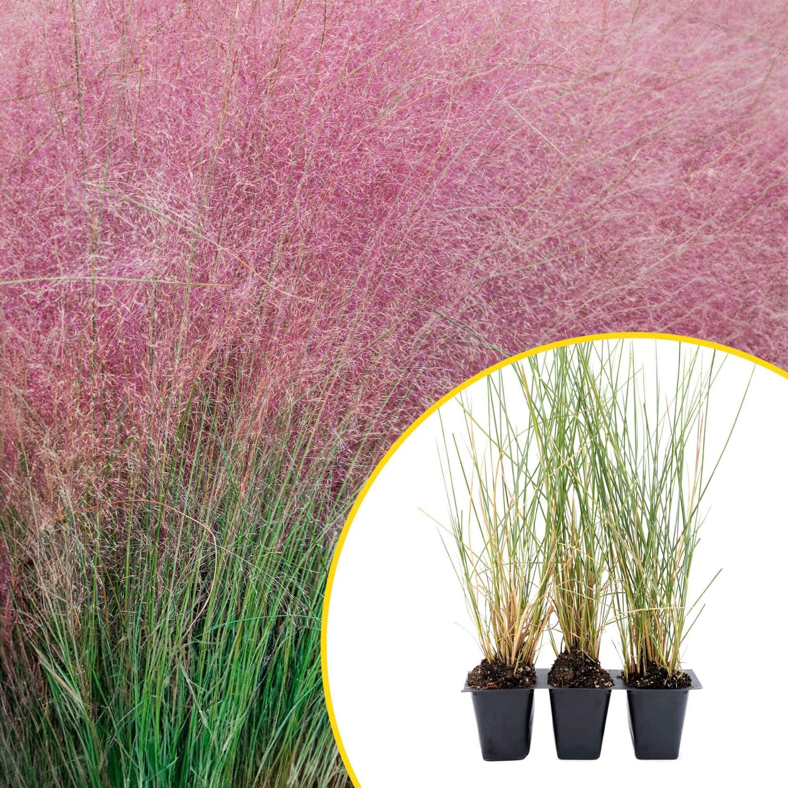 3 Ruby Muhly Grass, Live Plants in 2.5