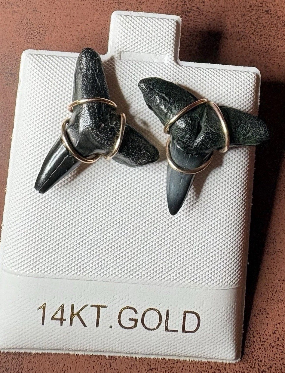 ITALIAN 14k YELLOW GOLD  MEGALODON SHARK TOOTH  FOSSIL EARRINGS STUD 2.90G 20mm