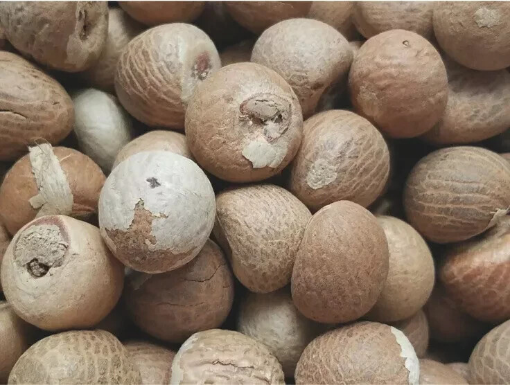 100% Organic Areca Dried Nuts | Whole Betel Nuts | 2 Lb | Fresh New Harvest |