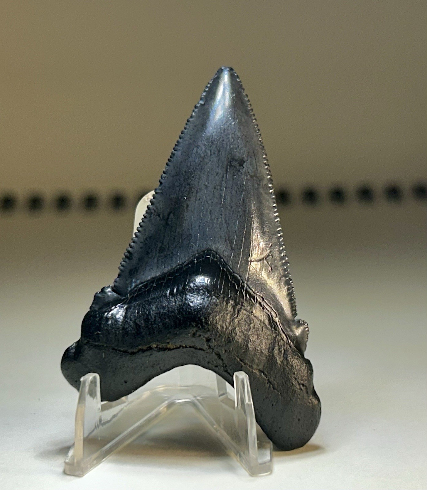 2”+ Angustiden Shark Tooth Charleston South Carolina Rare